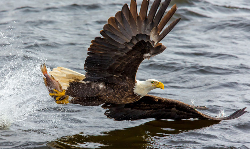 Eagle flying over water