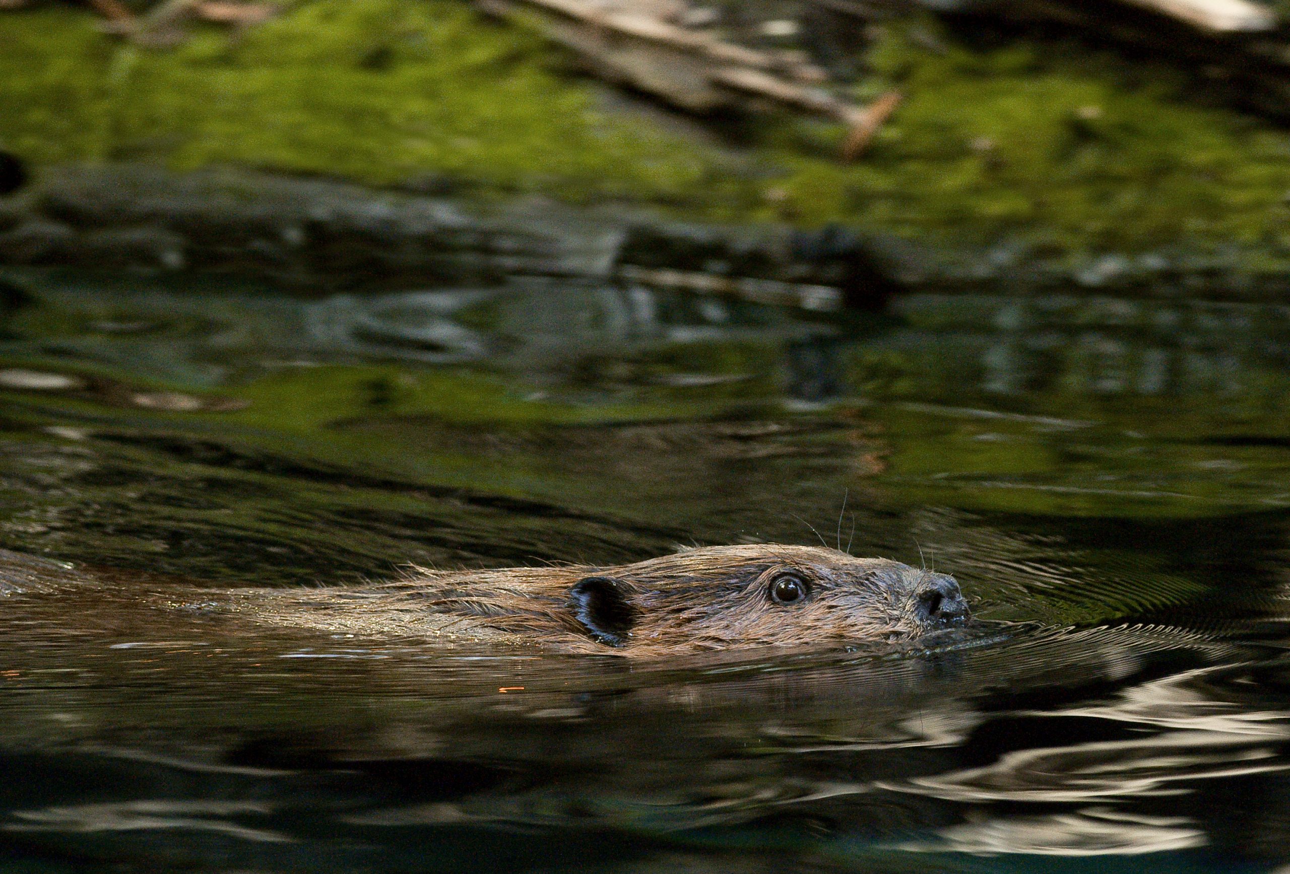Featured image for “Guess the Animal by the Local Cree Name”