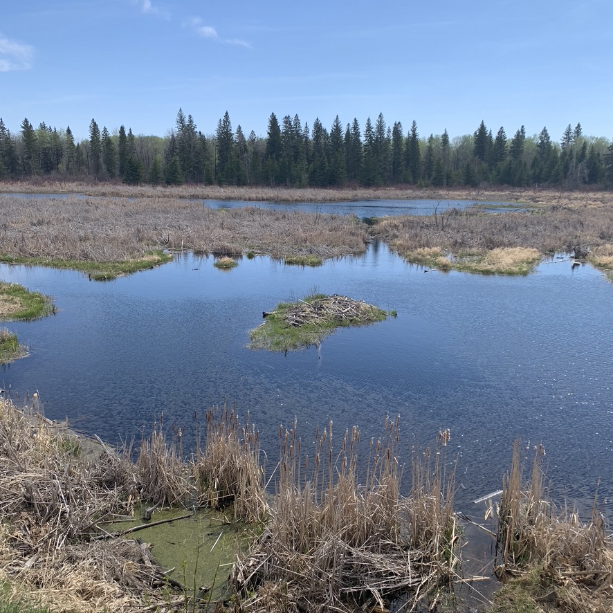 Featured image for “Wetlands and Their Role in Climate”
