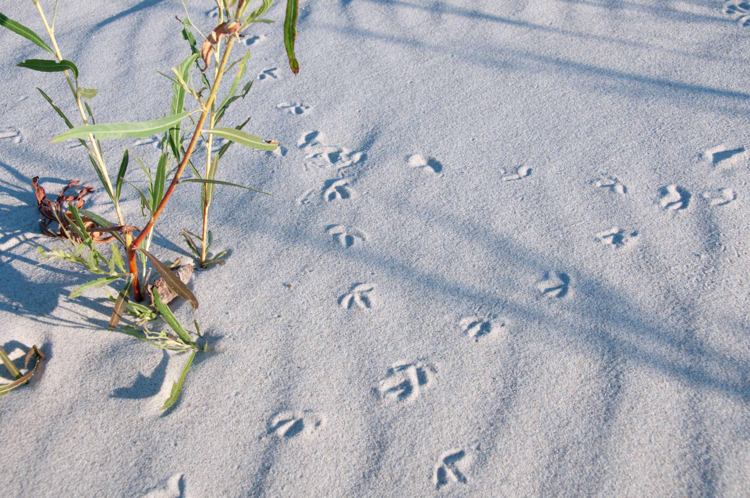 Featured image for “Step by Step:”