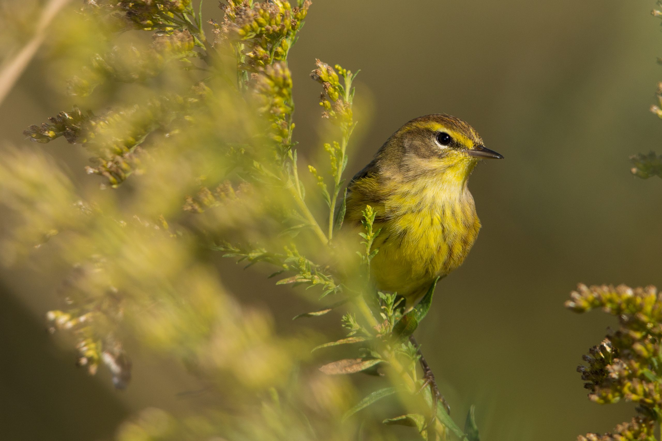 Featured image for “Meet the Peat Neighbour”